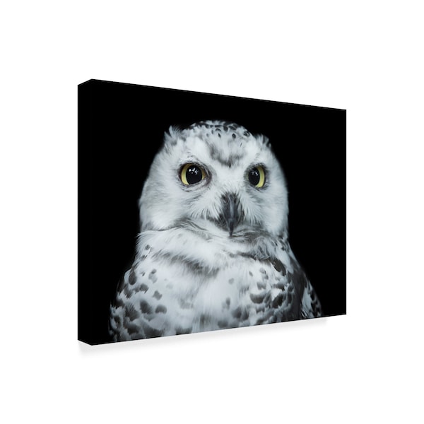 David Williams 'Young White Owl' Canvas Art,18x24